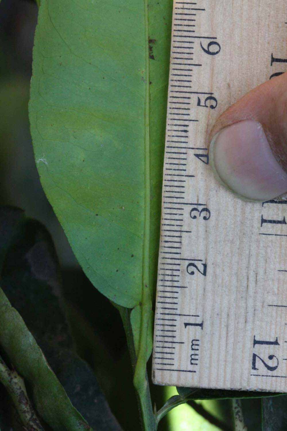              Unifoliolate leaf (Riverside, CA)       